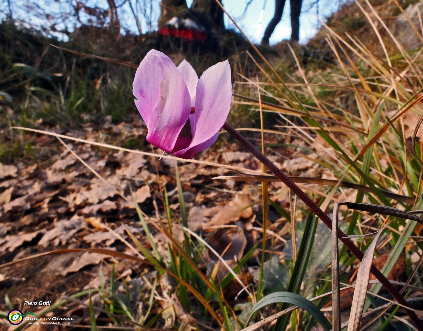 20 Ciclamino in fiore...a gennaio !.JPG